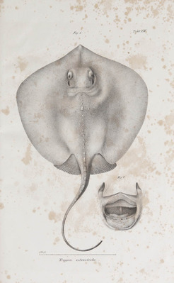 20717
          <br/>
          Reise um die Erde durch Nord-Asien und die beiden Oceane in den Jahren 1828-1830
          <br/>
          <em></em>